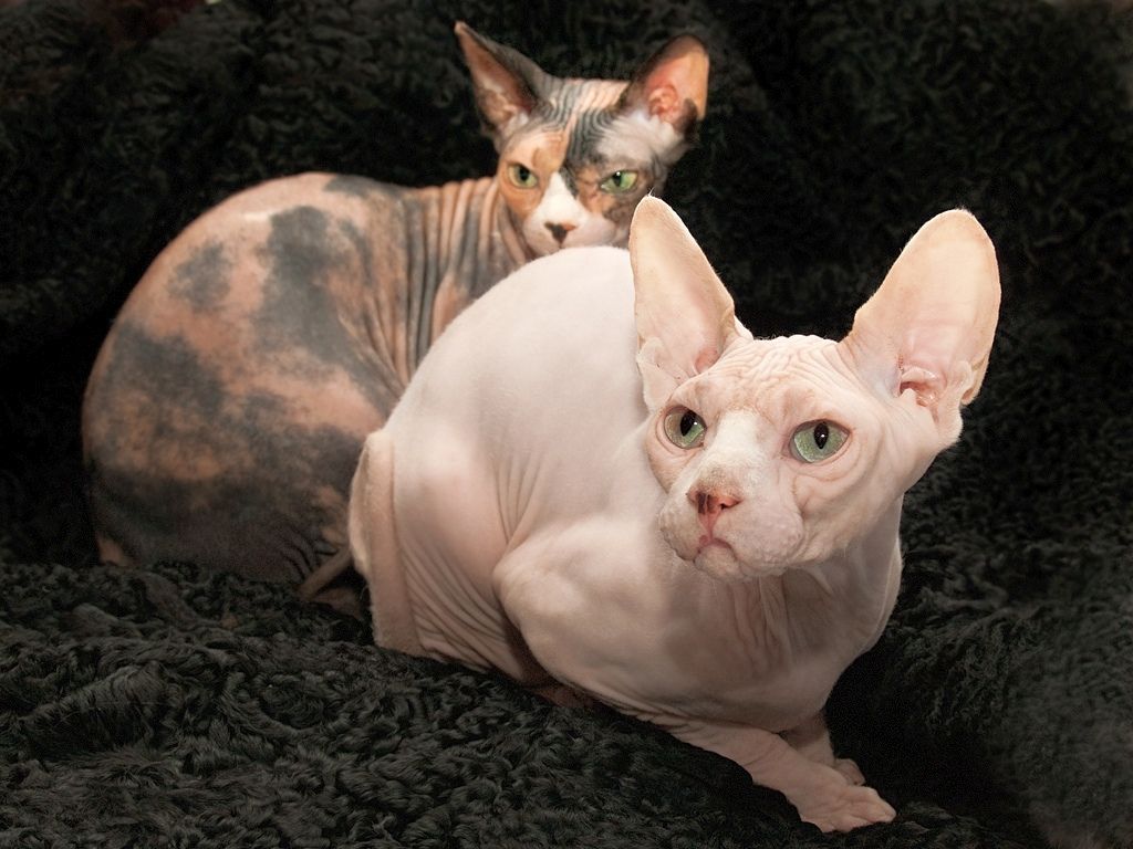 Кошки сфинксы породы фото и названия