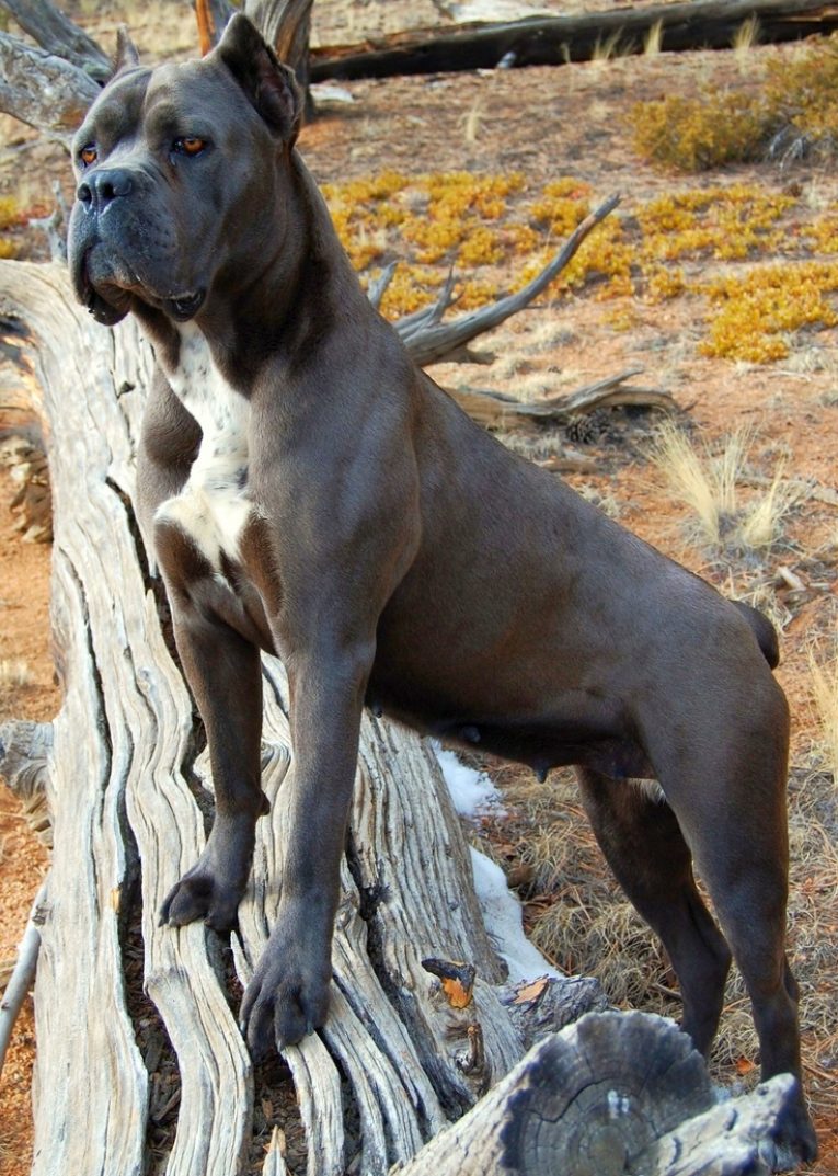 Кане Корсо собака большая