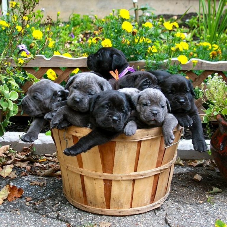 История и происхождение породы