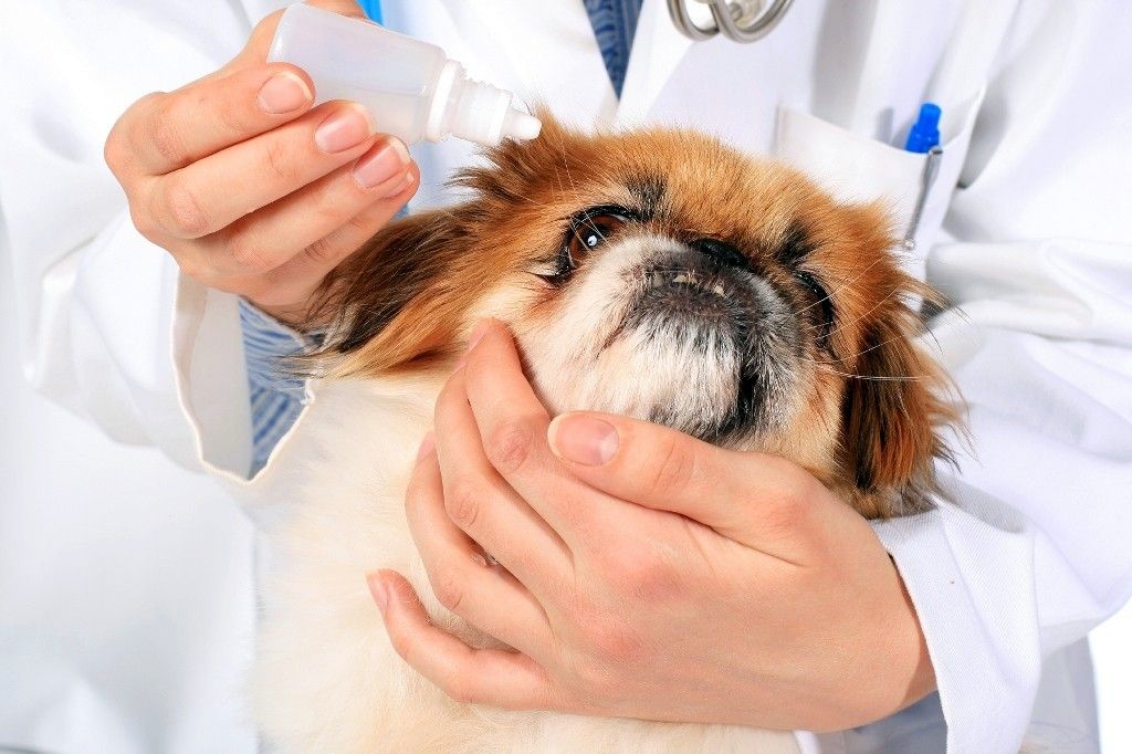 Катаракта у собаки: причины, симптомы, лечение, профилактика