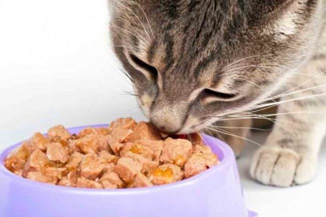 Если кошка пьет мало воды, то лучше ей давать влажный корм