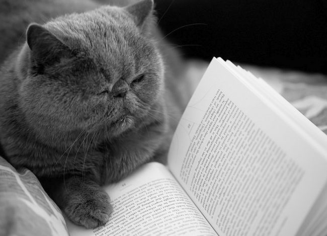 Да-да, кот экзот умеет читать. Вы можете с ним обсудить недавно прочитанную книгу. Правда, он свое мнение оставит при себе