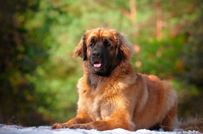 http://kot-pes.com/wp-content/uploads/2015/06/Leonberger_16-650x431.jpg