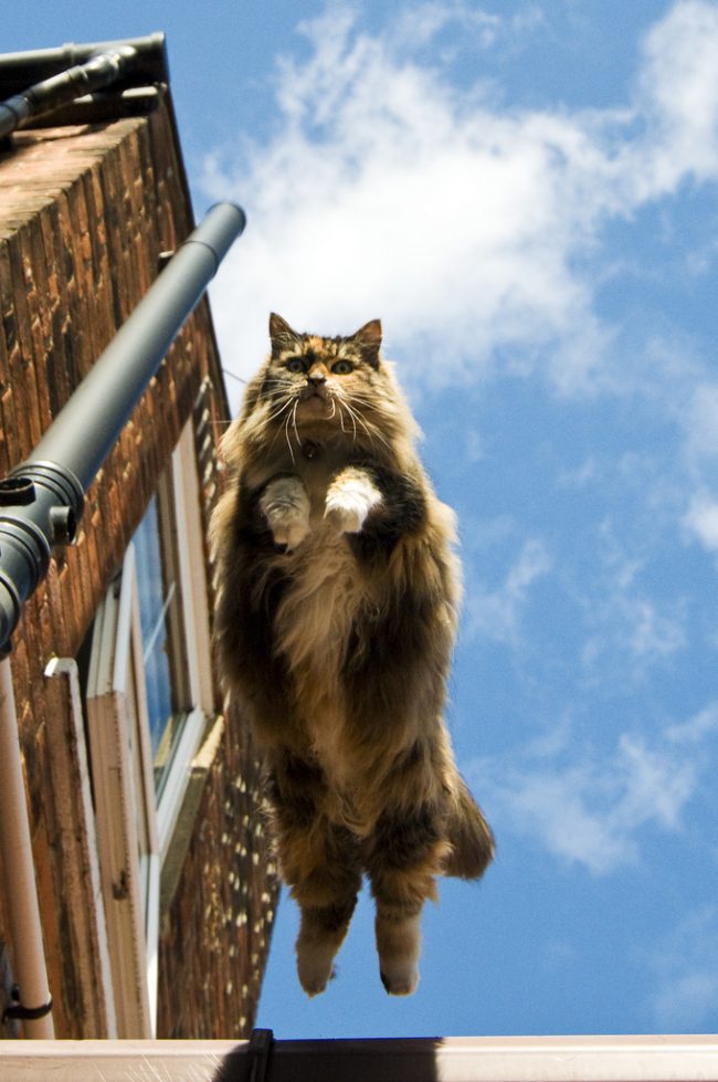 Норвежским лесным кошкам присущ нордический характер, поэтому они во всем знают меру. Однако очень любят активные игры 