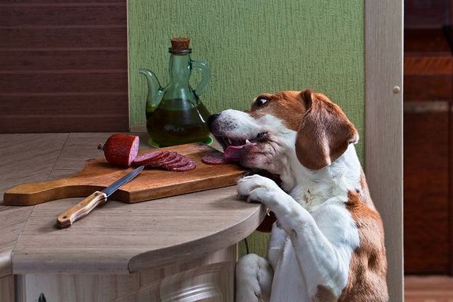 Чаще всего панкреатит у собак возникает из-за неправильного питания