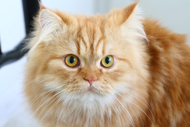 Из-за длинной шерсти, которую коты постоянно вылизывают, в желудках у них формируются комочки. Для их выведения требуются специальные пасты и таблетки