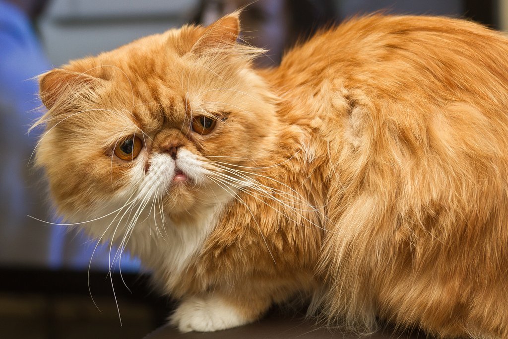 Фото кошки персидской кошки