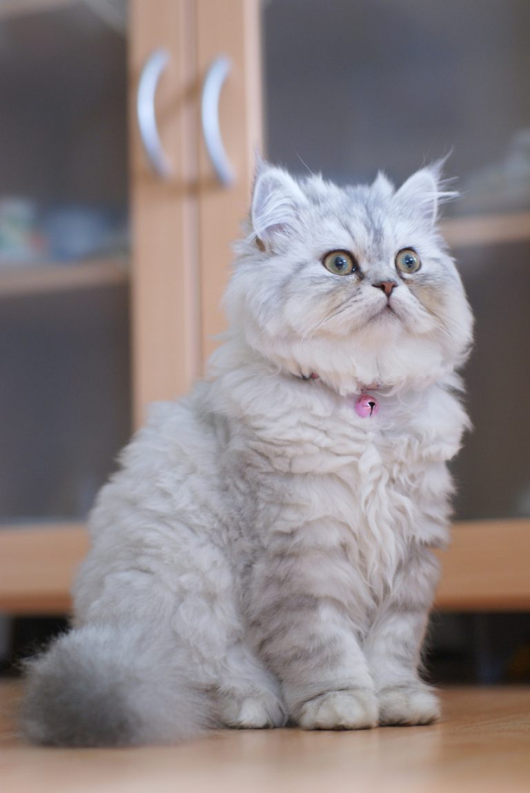 фото кошек породы персы