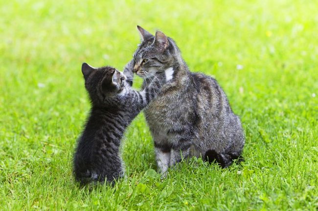 Котенок европейской породы радостно встречает свою маму