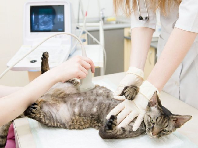 УЗИ в ветклинике поможет узнать о количестве котят и их состоянии