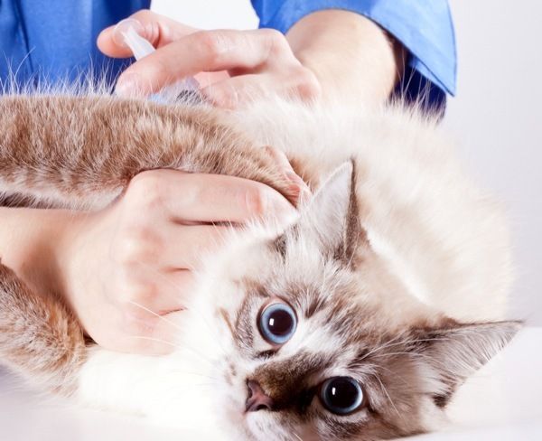 Вакцина против бешенства делается котенку с того возраста, когда он начинает общаться с другими питомцами (приблизительно в 3 месяца). Если же котенок живет дома, фактически не контактирует с другими животными, можно провести вакцинацию в 6-8 месяцев