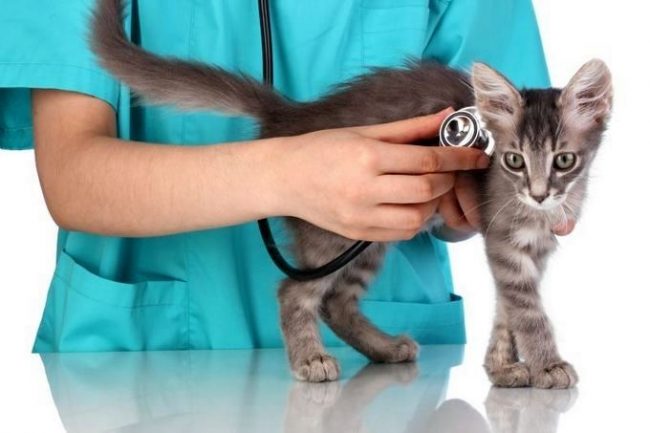 После проведения прививки нужно понаблюдать за состоянием котенка: активен ли он, какой у него аппетит 