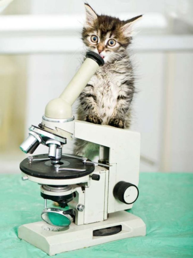Лучше всего прививки котятам делать в ветеринарных клиниках, где специалисты могут взять на себя ответственность за жизнь и здоровье вашего питомца