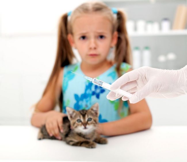 Несмотря на то, что некоторые советуют прививать котенка в домашних условиях, чтобы избежать страха и стрессовых состояний со стороны питомца, выбирать вакцину стоит вместе с ветеринаром