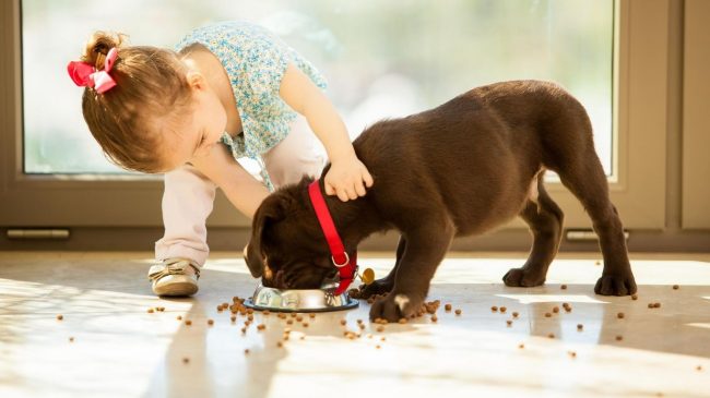 Корма для собак мелких пород обладают высоким процентом содержания линолевой кислоты и витаминов группы В, эти элементы поддерживают высокую энергичность маленьких псов