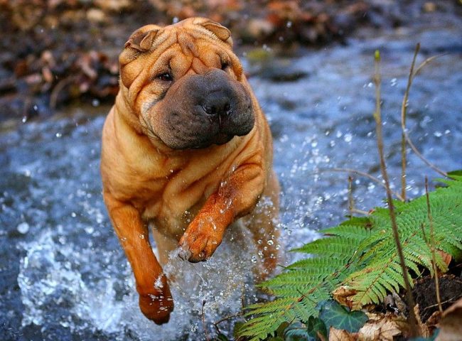 Шарпей любит поплескаться в прохладной водичке