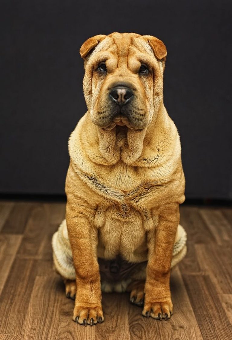 Фотографии собаки породы шарпей. Орипей собака. Шарпей. Порода шарпей. Канадский шарпей.