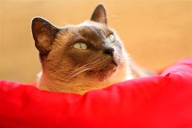 Рыжие сиамские кошки - настоящая редкость