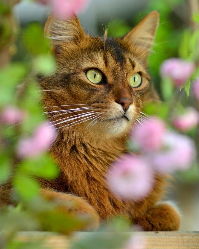 Хороший кот. Абиссинская кошка. Кошка на природе. Лучшие котики. Лучшие коты.