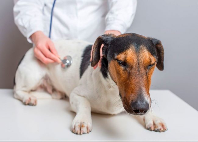 При подозрении на стафилококк у собаки, сразу же обращайтесь к ветеринару 