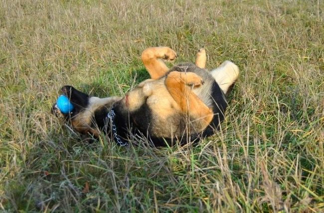 Несмотря на свой устрашающий внешний вид, восточно-европейская овчарка очень игрива, хорошо относится к детям и любит маленькие шалости