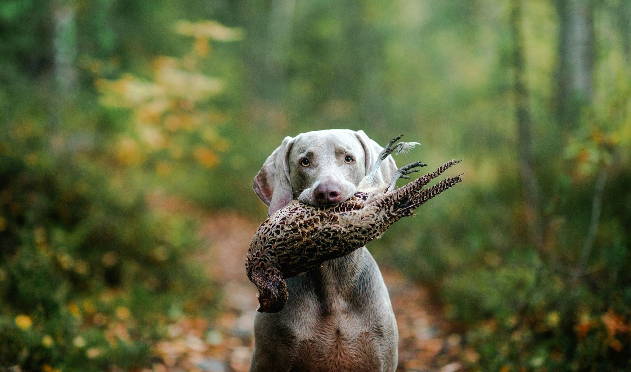 Универсальная собака для охоты и не только