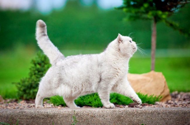 Белая кошка часто рождается с проблемами слуха