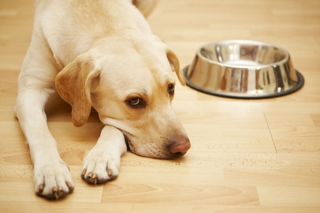 Обнаружив у собаки понос, устройте ей полуголодную диету. Не кормите ее некоторое время, однако обеспечьте достаточным количеством воды