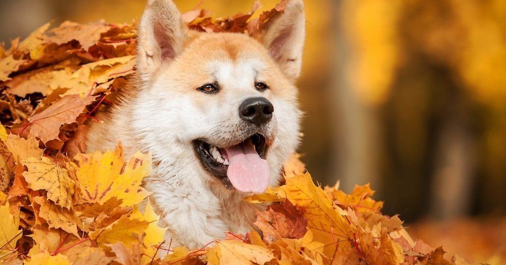 Японские породы собак: список с фотографиями и названиями