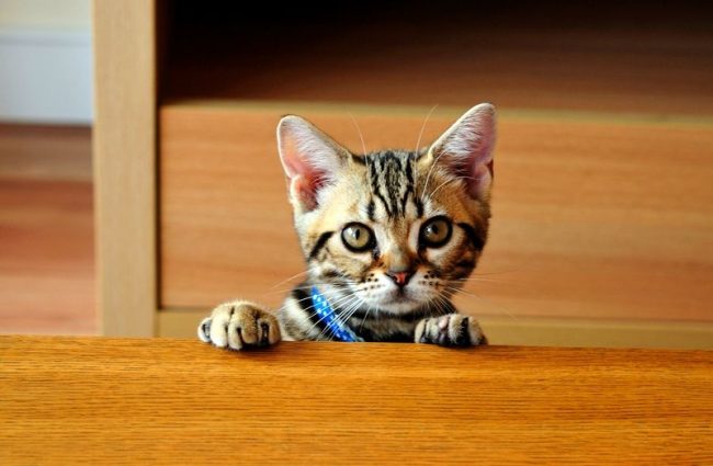 Американская короткошерстная кошка обладает крепким здоровьем, так что часто эти кисы доживают до 20 лет