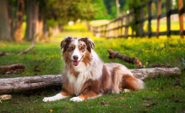 Если вы содержите австралийскую собаку в собственном доме, не стоит ограничивать ее прогулки небольшим вольером или по двору, ей необходимы большие территории