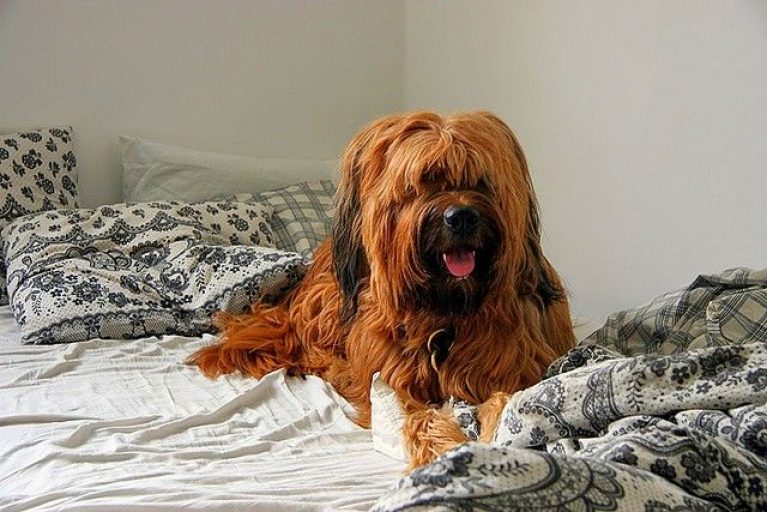 Особенности породы и ее характер