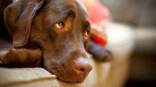 Каждый хозяин должен знать, чем лечить лишай у собак, но пренебрегать походом к ветеринару тоже не стоит
