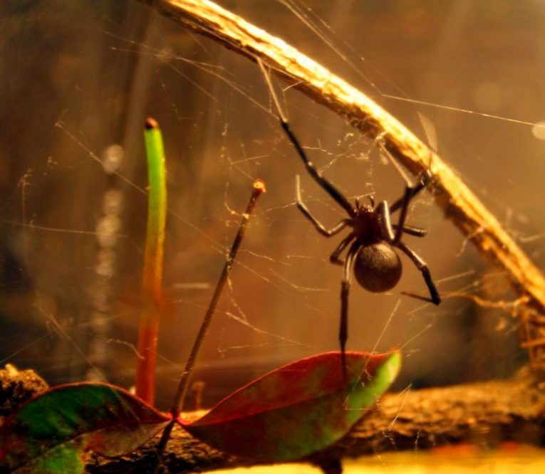 Черная вдова паук. Latrodectus Hesperus.