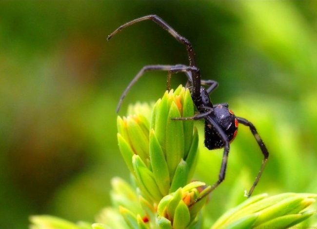 Как и все пауки, черная вдова имеет 8 ног. Мужские и женские особи отличаются. Самки вдвое крупнее, с блестящими черными органами и красной отметиной в форме песочных часов на нижней части своего круглого животаКак и все пауки, черная вдова имеет 8 ног. Мужские и женские особи отличаются. Самки вдвое крупнее, с блестящими черными органами и красной отметиной в форме песочных часов на нижней части своего круглого живота