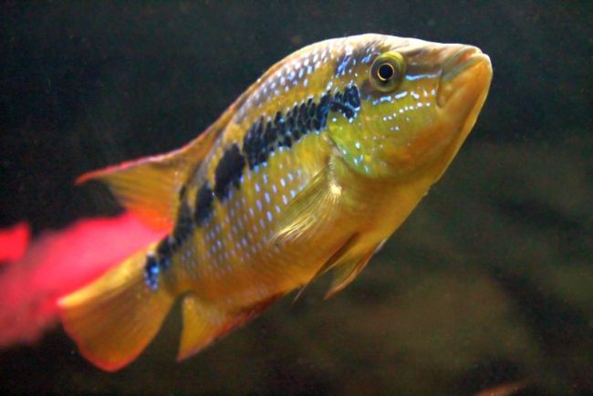 Цихлазома сальвини может сосуществовать только с рыбами такого же вида, или же совершенно одна