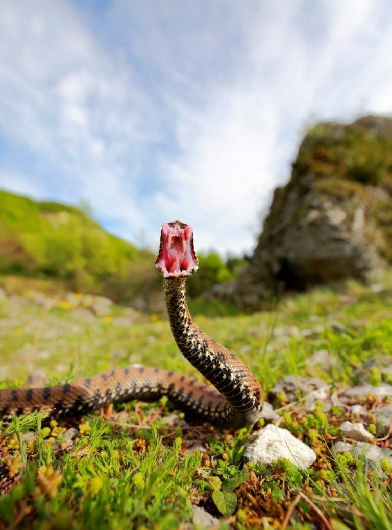 Фото змеи на урале