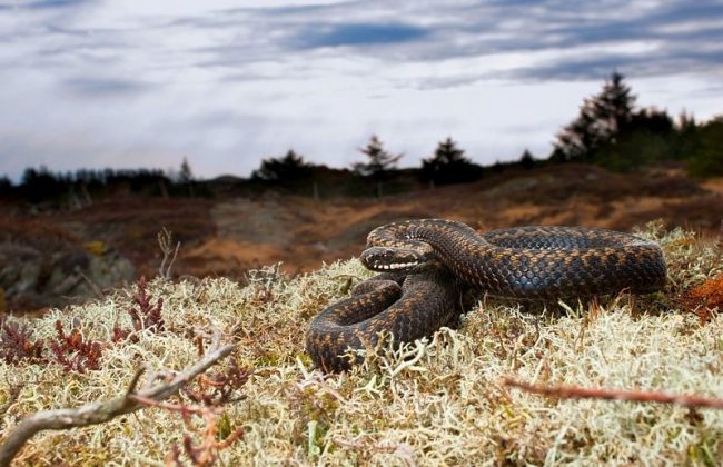 Гадюка. Род Vipera, или настоящие гадюки насчитывает около 30 видов, из которых 8 распространены в России и Украине