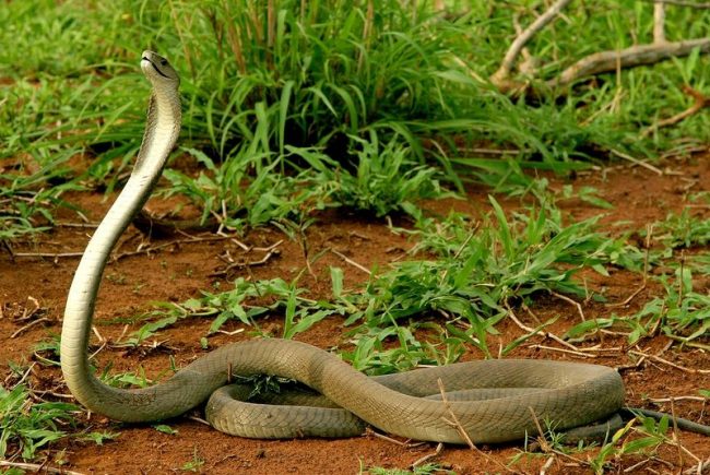 В Африке обитает Черная Мамба, змея, которая одной порцией яда способна отправить на тот свет несколько человек