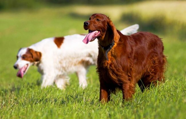 Собаки этой породы расцветают от физической активности: будь то охота, аджилити, или просто пробежки. Без нагрузок собака страдает, возможны проблемы со здоровьем. Бездействие провоцирует деструктивное поведение собаки