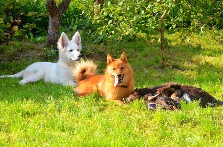 История породы