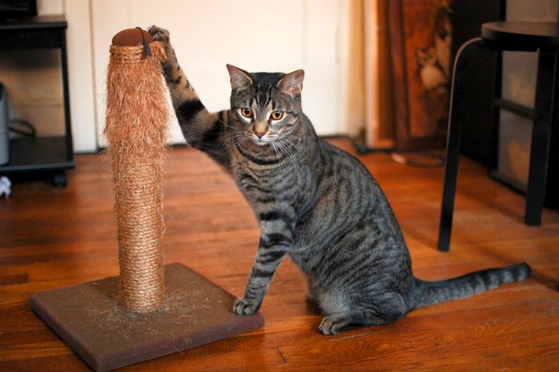 Мебель кошке своими руками