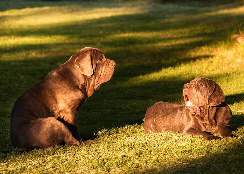 Неаполитанский мастиф фото грозный охранник с доброй душой