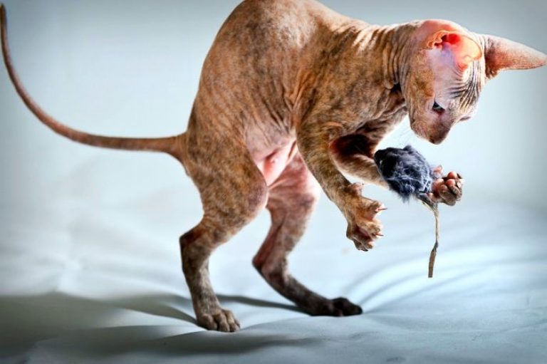 Петерболд фото грациозный кошачий сфинкс с берегов Невы