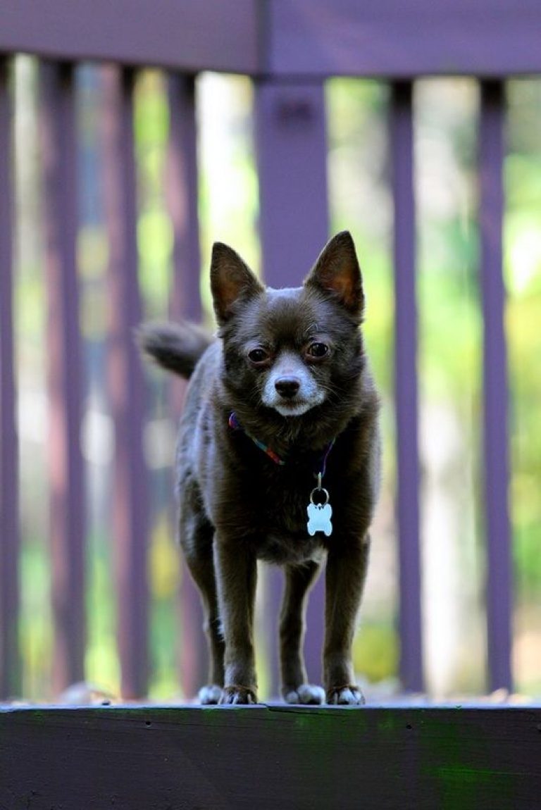 Маленький и смелый охранник