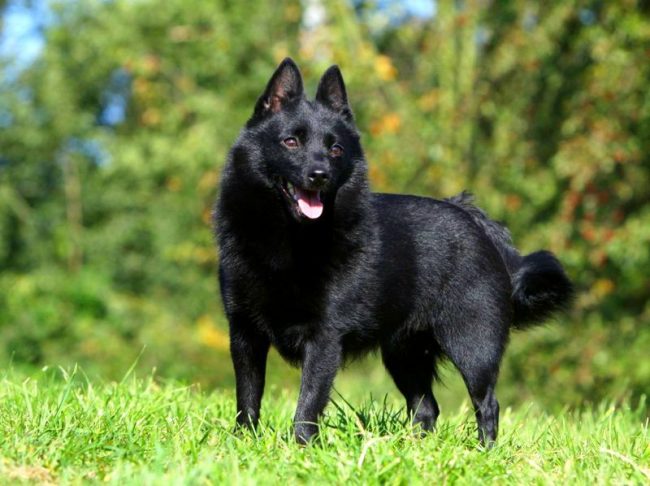 http://kot-pes.com/wp-content/uploads/2015/07/Schipperke_18-650x486.jpg