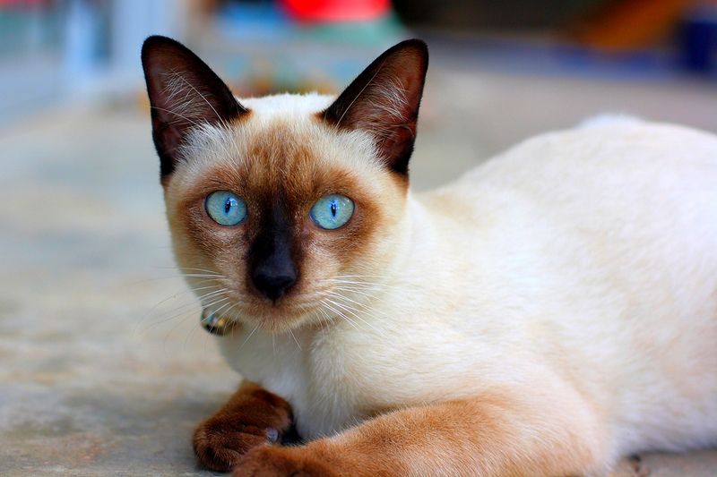 Тайский Кот Фото