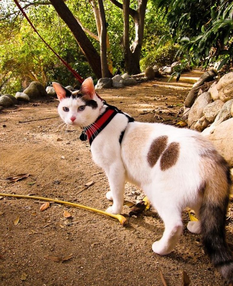 Величественные коты с уникальным окрасом