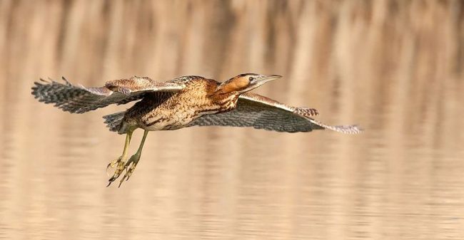 Большая выпь отличается низким голосом, похожим на бычий рев