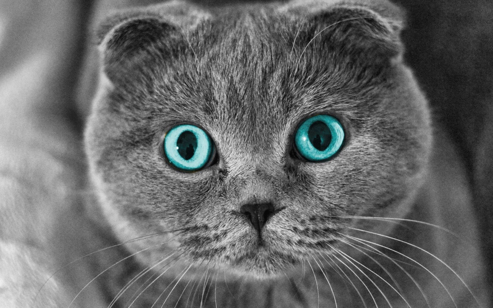 Британский вислоухий кот голубоглазый